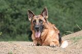 BERGER ALLEMAND 1200